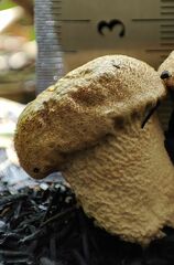 Lycoperdon excipuliforme