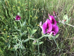 Lathyrus