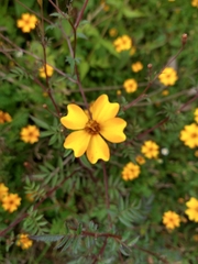 Tagetes tenuifolia