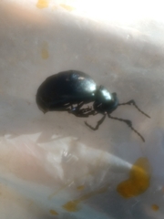 Tenebrionoidea