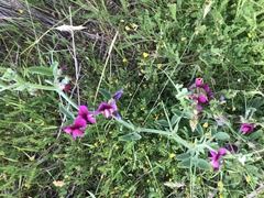 Lathyrus