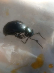 Tenebrionoidea