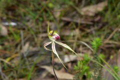 Caladenia tentaculata × venusta