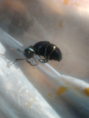 Tenebrionoidea