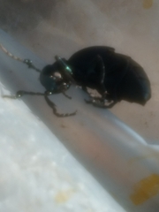 Tenebrionoidea