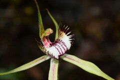Caladenia tentaculata × venusta