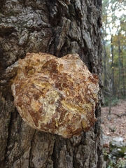 Inonotus