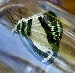Psychonotis caelius