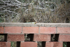 Sceloporus cyanogenys