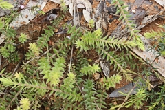 Acrotriche prostrata