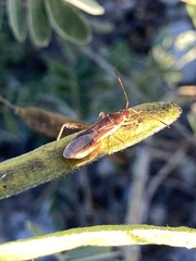 Burtinus notatipennis