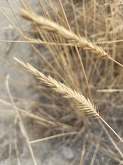 Agropyron cristatum
