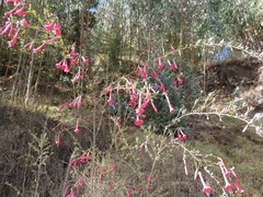Cantua buxifolia