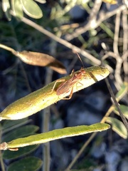 Burtinus notatipennis