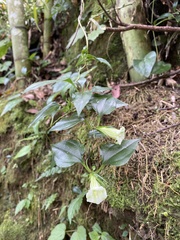 Tripterospermum taiwanense