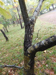 Morus rubra