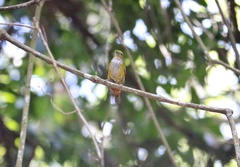 Euphonia pectoralis