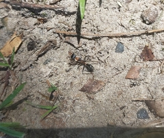 Myrmecia nigrocincta