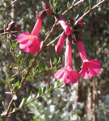Cantua buxifolia