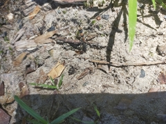 Myrmecia nigrocincta