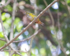Euphonia pectoralis