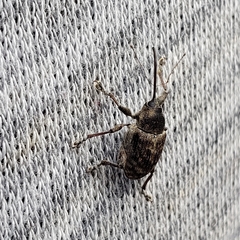 Curculio