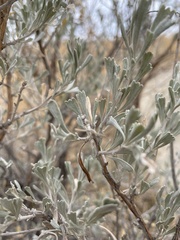 Artemisia tridentata