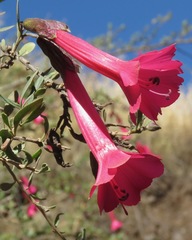 Cantua buxifolia