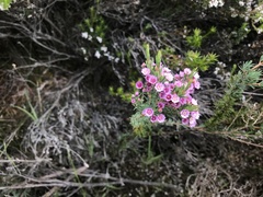 Verticordia plumosa