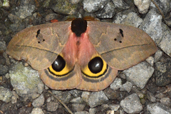 Automeris belti