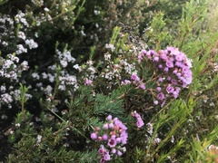 Verticordia plumosa