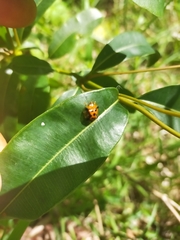 Aspidimorpha westwoodi
