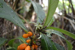 Clermontia parviflora