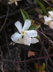 Trachelospermum jasminoides