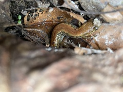 Desmognathus planiceps