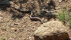 Lampropeltis gentilis