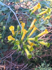 Nicotiana glauca