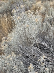 Ericameria nauseosa