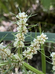Lomandra hystrix