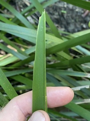 Lomandra hystrix