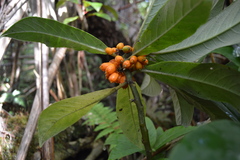 Clermontia parviflora