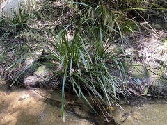Lomandra hystrix