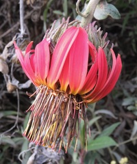 Mutisia lanata