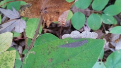Operophtera bruceata