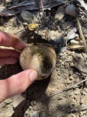 Pisolithus