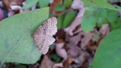 Operophtera bruceata