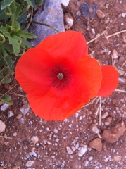 Papaver rhoeas
