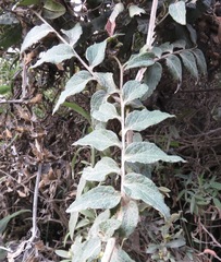 Mutisia lanata