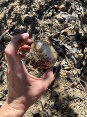 Pisolithus