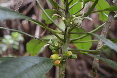 Clermontia parviflora